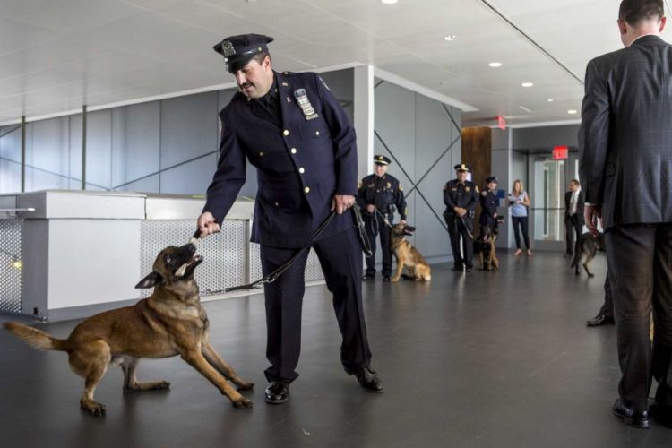 MTA Dogs AM New York Elmont Excelsior 3